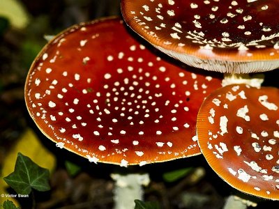 Vliegenzwam Amanita muscaria.jpg