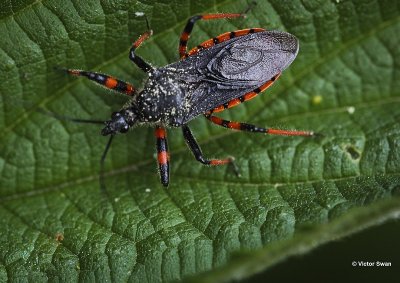 Geringde Roofwants - Rhynocoris annulatus.jpg