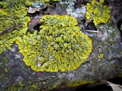 Groot Dooiermos Xanthoria parietina.jpg