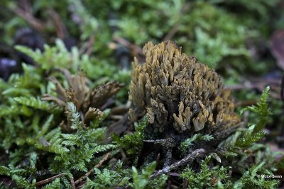 Ramaria spec.jpg