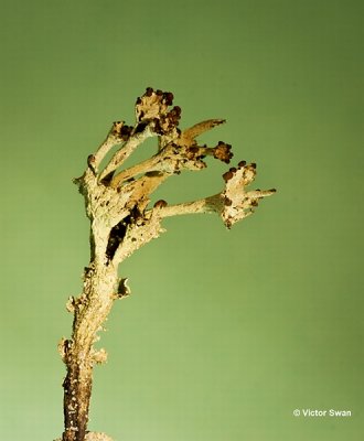 Randstapelbekertje Cladonia phyllophora.jpg