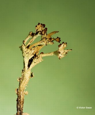 Randstapelbekertje   Cladonia phyllophora.jpg