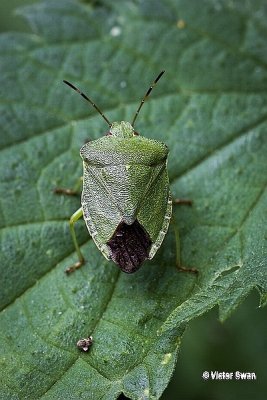 Groene Stinkwants Palomena prasina.jpg