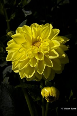 Dahlia-Sisa.jpg
