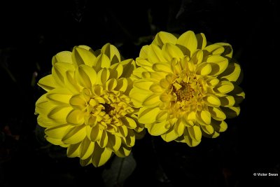 Dahlia-Sisa.jpg