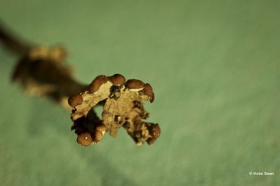 Randstapelbekertje Cladonia phyllophora.jpg