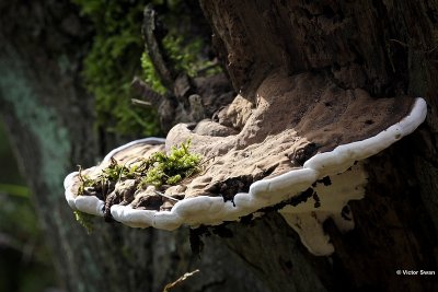 Platte Tonderzwam Ganoderma applanatum.jpg