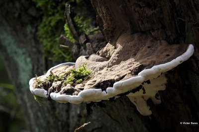 Platte Tonderzwam  Ganoderma applanatum.jpg