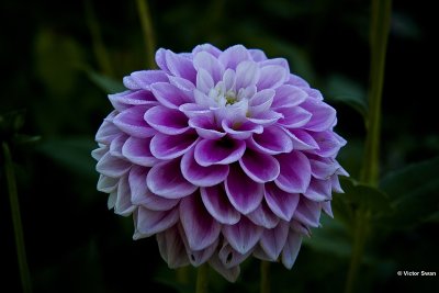 Dahlia Wizard of Oz.jpg