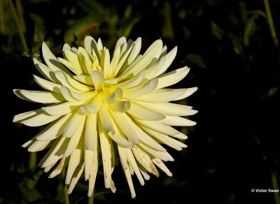 Dahlia Pride of belgium.jpg