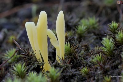 Heideknotszwam Clavaria argillacea.jpg