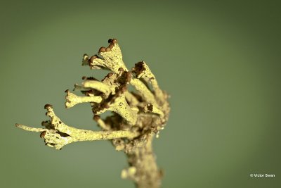 Randstapelbekertje   Cladonia phyllophora.jpg