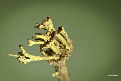 Randstapelbekertje Cladonia phyllophora.jpg