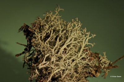 Gebogen Rendiermos - Cladonia arbuscula.jpg