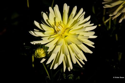 Dahlia-pride of belgium.jpg