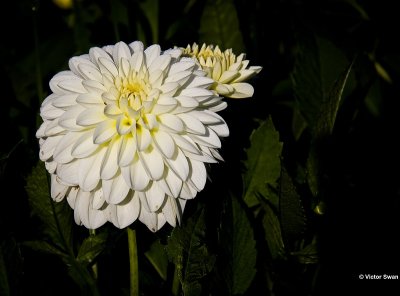 Dahlia-White perfection.jpg