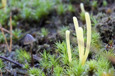 Heideknotszwam Clavaria argillacea.jpg