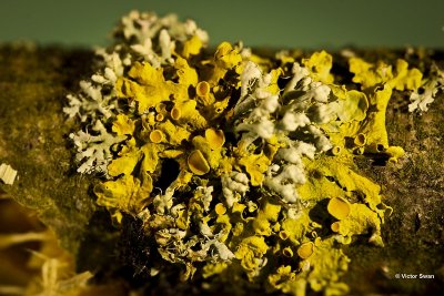 Groot dooiermos  Xanthoria parietina.jpg