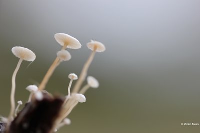 Dwergcollybia Collybia amanitae.JPG