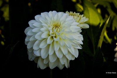 Dahlia-White perfection.jpg