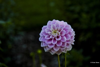 Dahlia-Wizard of Oz.jpg