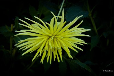 Dahlia-Gryson yellow spider.jpg