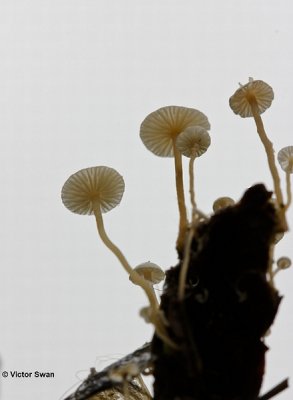 Dwergcollybia Collybia amanitae.jpg