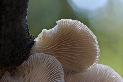 Gewone oesterzwam  Pleurotus ostreatus.jpg