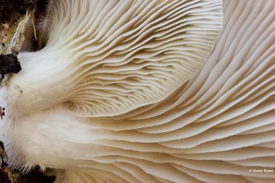 Gewone oesterzwam  Pleurotus ostreatus.jpg