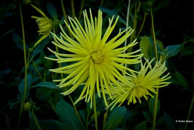 Dahlia-Gryson yellow spider.jpg
