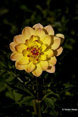 Dahlia-Bracken Lorelei.jpg