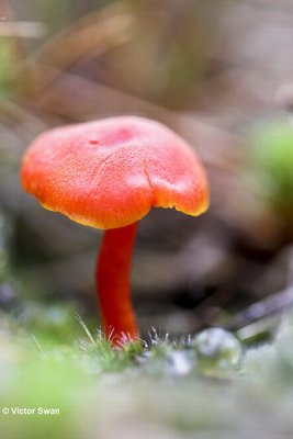 Gewoon vuurzwammetje Hygrocybe miniata.jpg