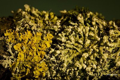 Groot dooiermos  Xanthoria parietina met Kapjesvingermos - Physcia adscendens .jpg