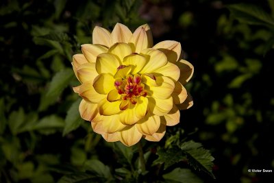 Dahlia-Bracken Lorelei.jpg