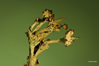 Randstapelbekertje Cladonia phyllophora.jpg