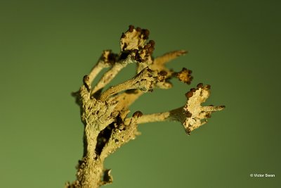 Randstapelbekertje   Cladonia phyllophora.jpg