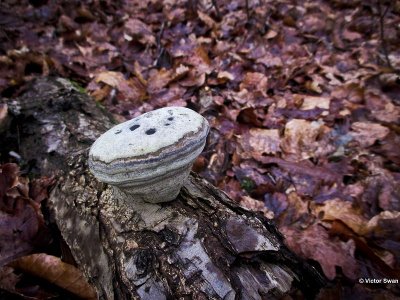 Echte tonderzwam Fomes fomentarius.jpg