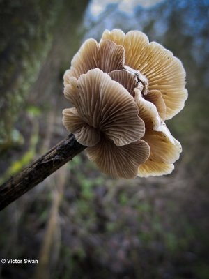 Wit oorzwammetje   Crepidotus variabilis.jpg