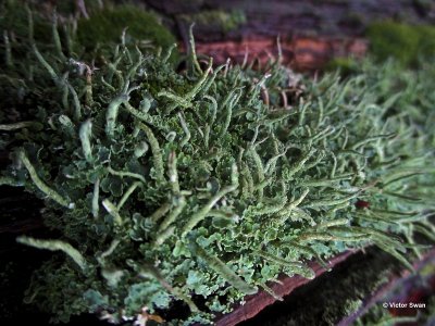 Smal bekermos Cladonia coniocraeajpg