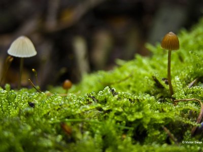 Groot mosklokje - Galerina clavata .JPG