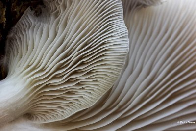 Gewone oesterzwam  Pleurotus ostreatus.jpg