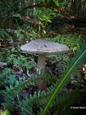 Parelamaniet  Amanita rubescens.jpg