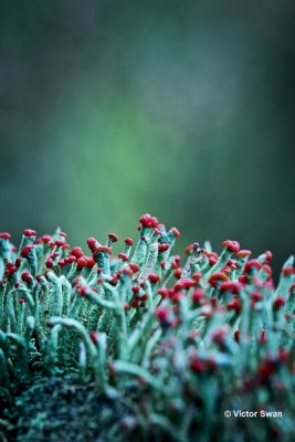 Rode Heidelucifer - Cladonia floerkeana.jpg