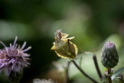 Beemdkroonschildwants - Carpocoris fuscispinus.jpg