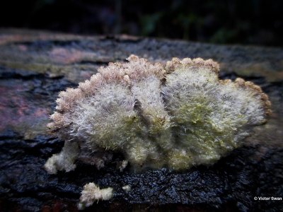 Waaiertje Schizophyllum commune .jpg