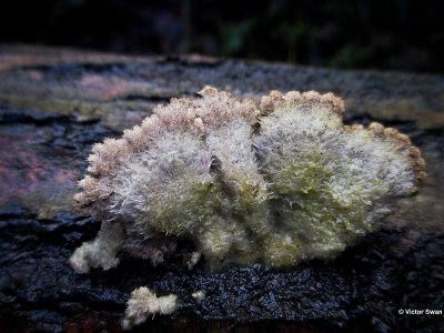 Waaiertje  Schizophyllum commune .jpg