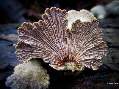 Waaiertje  Schizophyllum commune .jpg