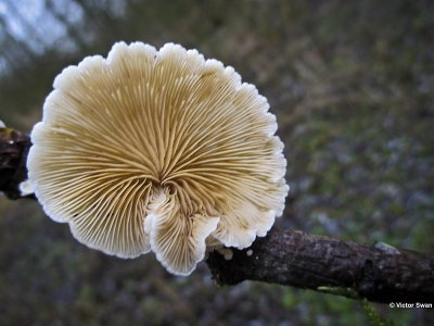 Wit oorzwammetje Crepidotus variabilis.jpg