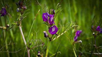 Voederwikke - Vicia sativa.jpg