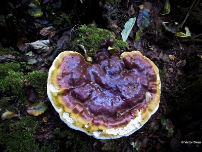 Gesteelde lakzwam - Ganoderma lucidum.jpg